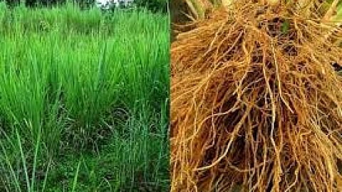 जलग्रस्त क्षेत्रों में सुगन्धित खस की खेती।