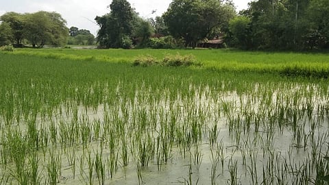 बांदा: खेत में बनी मेड़, तो लौटी किसानों की खुशहाली