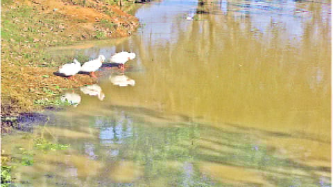 लहना गांव का मुख्य तालाब
