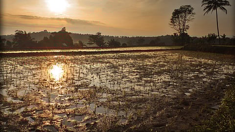 2.5 एकड़ जमीन से दस-बारह लाख रु. की सालाना आमदनी!,फोटो:इंडिया वाटर पोर्टल, फ्लिकर )
