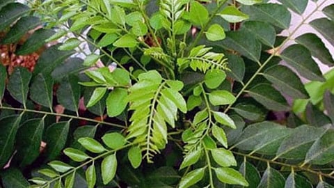 कढ़ी पत्ता।