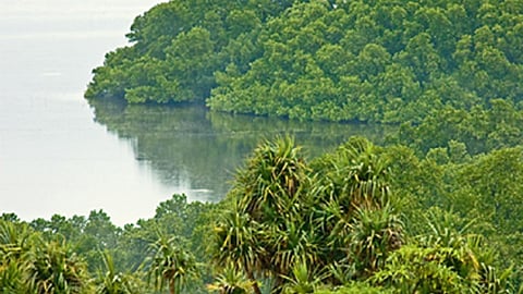 सुनामी जैसे आपदा से बचाने वाला मैंग्रोव वन अब विकास की बलि चढ़ रहा है