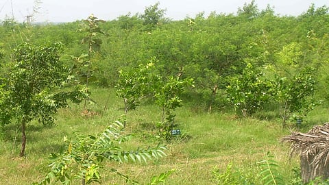 आदिवासियों के प्रयास से हरा-भरा हुआ जंगल