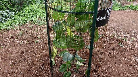 मटका थिम्बक पद्धति से पानी और समय की बचत