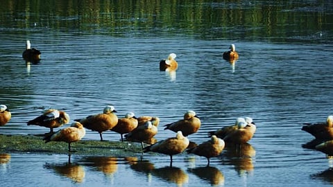 जलवायु परिवर्तन के कारण पक्षियों के प्रवास में आई तेजी