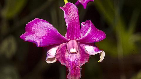 ऑर्चिड या पुष्पबूटी