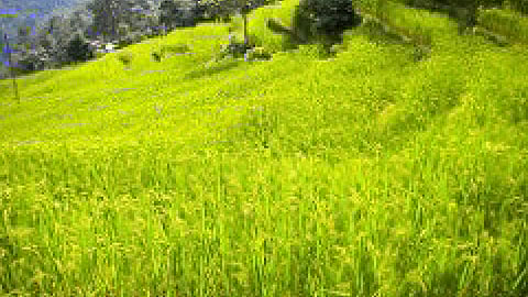 प्राकृतिक खेती