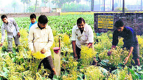 जैविक खेती कर किसानों की तकदीर बदल रहे संजीव