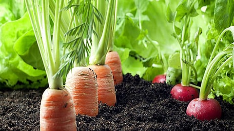 सिक्किम में जैविक खेती