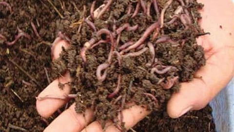 केंचुआ खाद-टिकाऊ खेती एवं आमदनी का अच्छा स्रोत