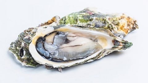 oyster