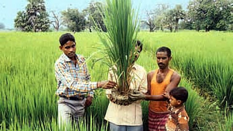 paddy crop