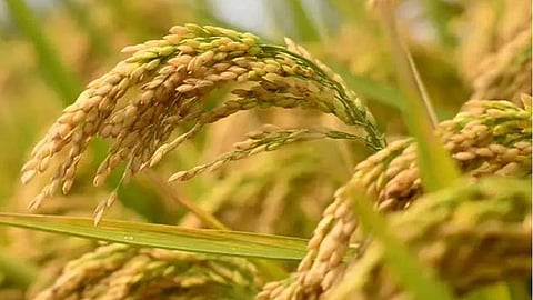 चावल में आर्सेनिक