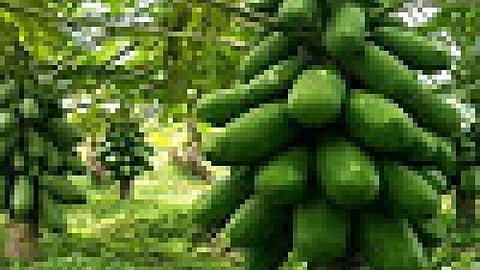 पपीते के खेत में मोहन बिष्ट