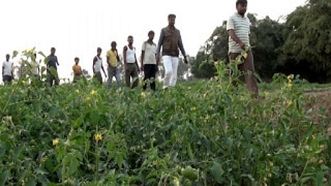 परमाडीह : जैविक खेती से गांव में आई खुशहाली।