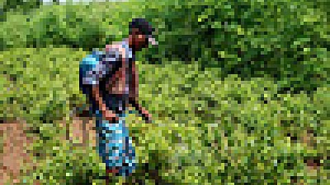 कीटनाशक