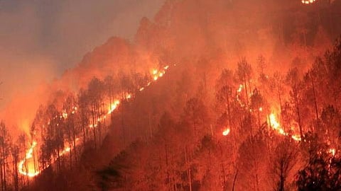 धधकते जंगल।