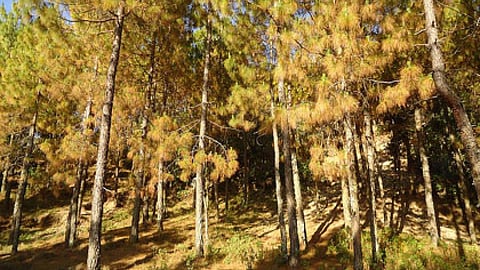 pine forest