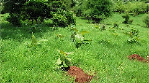 पर्यावरण और जल संरक्षण को धार देता कुल्हार