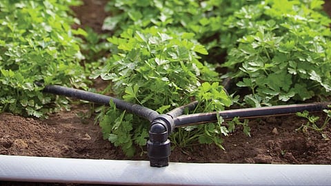 नेटाफिम टपक सिंचन प्रणालीः गन्ने की फसल के लिए वरदान