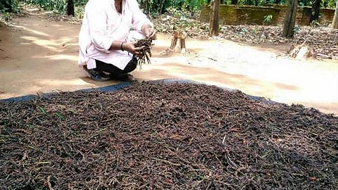 राजाराम त्रिपाठी ।