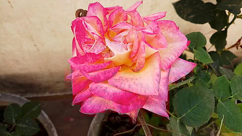 गुलाब का फूल