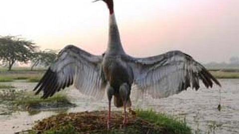 सारस पक्षी