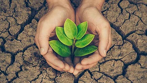 अब हरियाली दूर-दूर तक नजर नहीं आती।