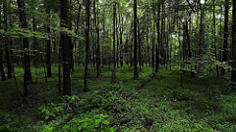 पर्यावरण