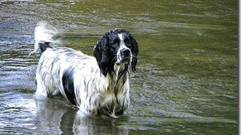पशु-पक्षियों को आपदाओं का सहज नैसर्गिक पूर्वाभास होता है