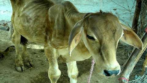फ्लोरोसिस से पीड़ित बछड़ा (फोटो साभार - प्रो. शांतिलाल चौबीसा)