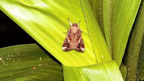 स्पीडओप्टेरा फ्रूजाइपेर्डा