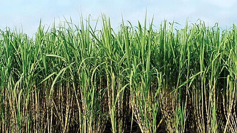 sugarcane
