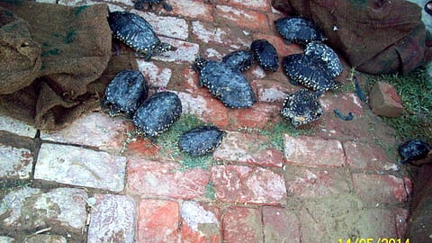 tortoise