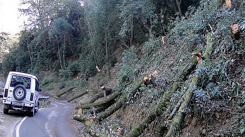 केदारनाथ हाइवे के पास कटे पेड़