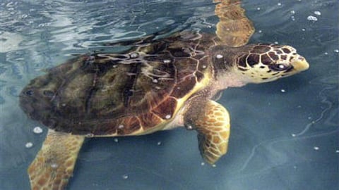 रेणुका झील के कछुएं अब संकट में