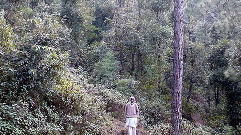 uttaraakhand ke jadadhaar gaanv ke jangal