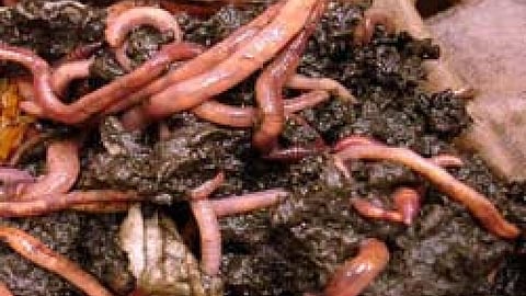 vermi compost