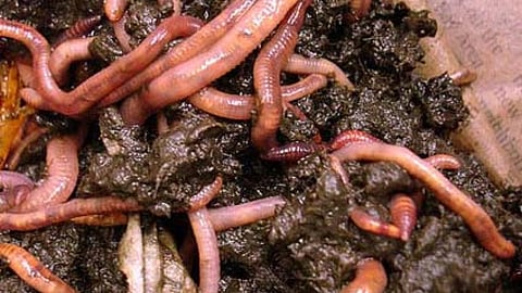 किसान महाबीर सिंह ने बागवानी में कमाया नाम