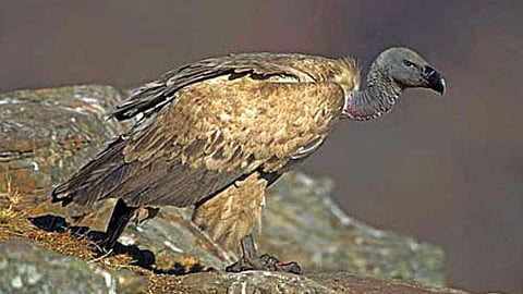 पर्यावरण को बचाने वाला गिद्ध अब लुप्त होने के कगार पर हैं