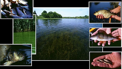 जल प्रदूषण कारण, कारण, समस्याएँ एवं समाधान