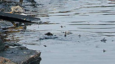 water pollution