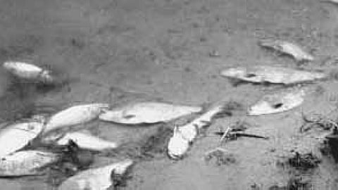 प्रदूषित पानी