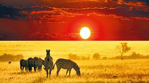 वाइल्ड लाइफ कंजर्वेशन में बेहतरीन अवसर