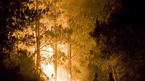 जंगल में आग - वनों को मानव-शून्य बनाने का परिणाम