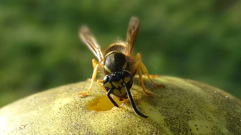 Food Hacks: How to keep fruit flies away?
