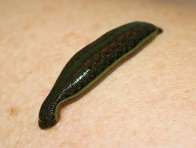 How to prevent leeches from getting stuck to the body; and what to do if they do find you?