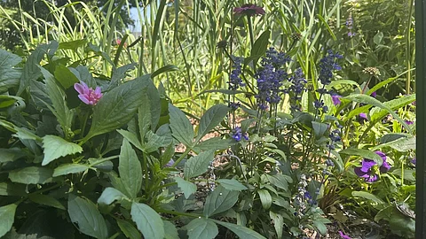 How to transform a small garden into a lush escape