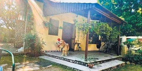 A pet at The Connaught, New Delhi