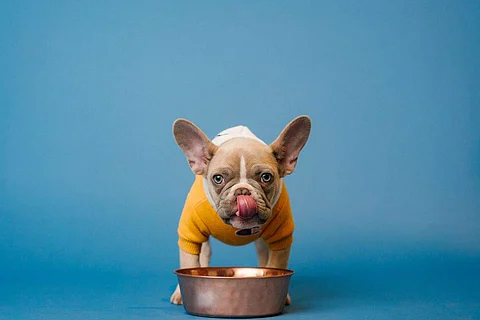 Change your pet's bowl regularly throughout the day